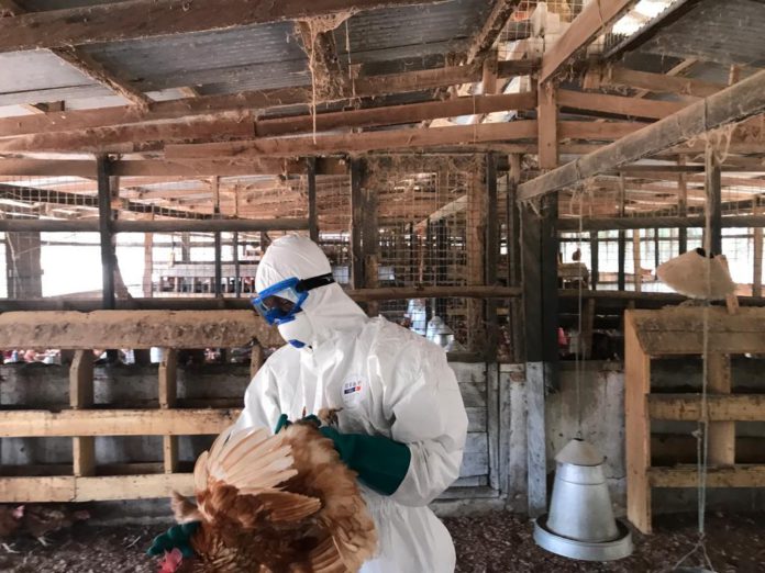 Bird Flu
