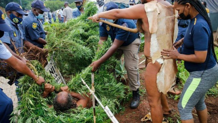 South Africa cannabis