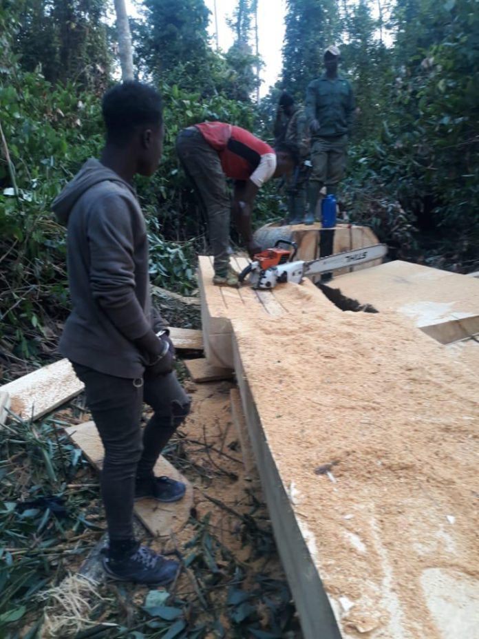 illegal chainsaw operators arrested