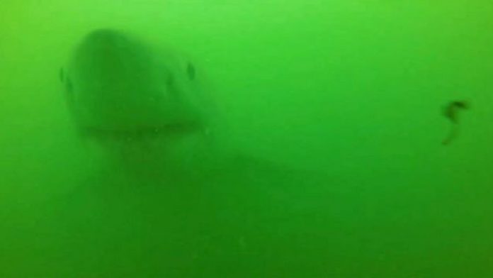 This is the jaw-dropping moment a Great White Shark almost devours a camera ( Image: Credit: Scott Tindale via Pen News) This is the jaw-dropping moment a Great White Shark almost devours a camera ( Image: Credit: Scott Tindale via Pen News)