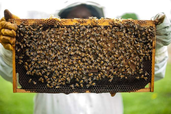 Beehive
