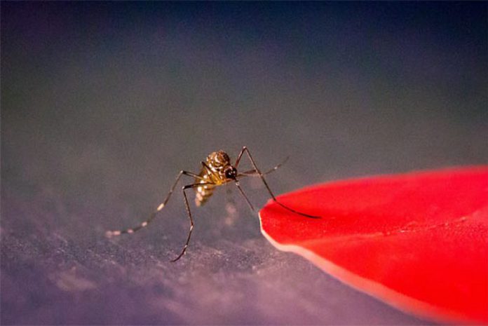 Aedes aegypti mosquitoes are attracted to specific colors, including red, orange, black and cyan. Image credit: Kiley Riffell. Aedes aegypti mosquitoes are attracted to specific colors, including red, orange, black and cyan. Image credit: Kiley Riffell.
