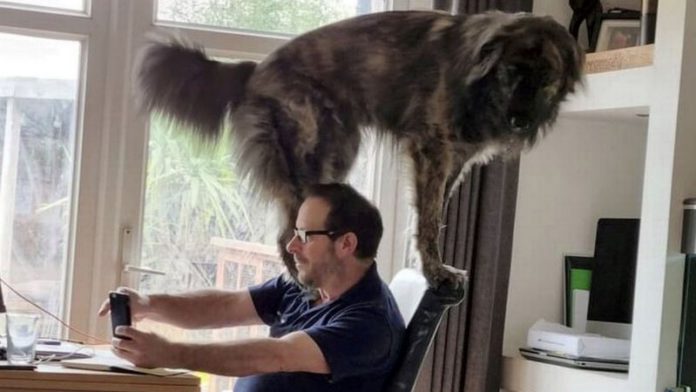 He wagged his tail in front of the laptop camera ( Image: Laurenjade Ashton / SWNS) He wagged his tail in front of the laptop camera ( Image: Laurenjade Ashton / SWNS)