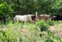 REGSEC forms taskforce to clear Kumasi of stray cattle