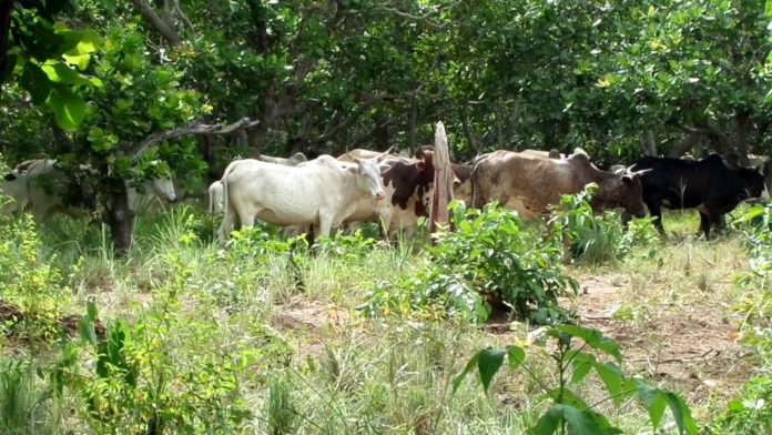 Cattle