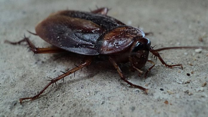 cockroach