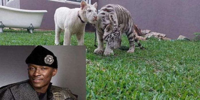 Freedom-Jacob-Caeser-Tiger-750x375-1_1600x800