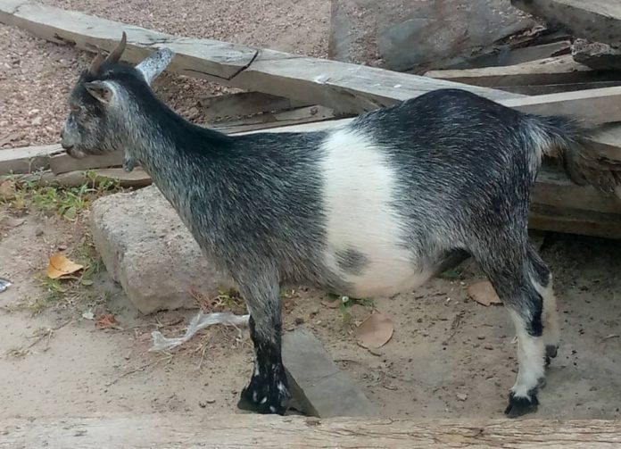 Goat