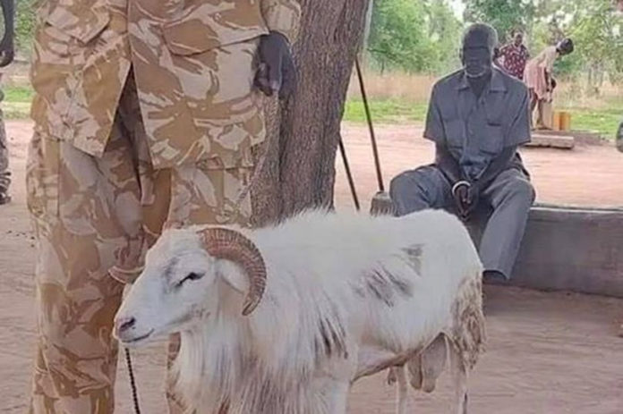 Ram