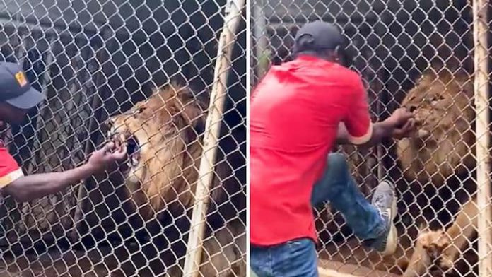 Lion bites off zookeeper's finger