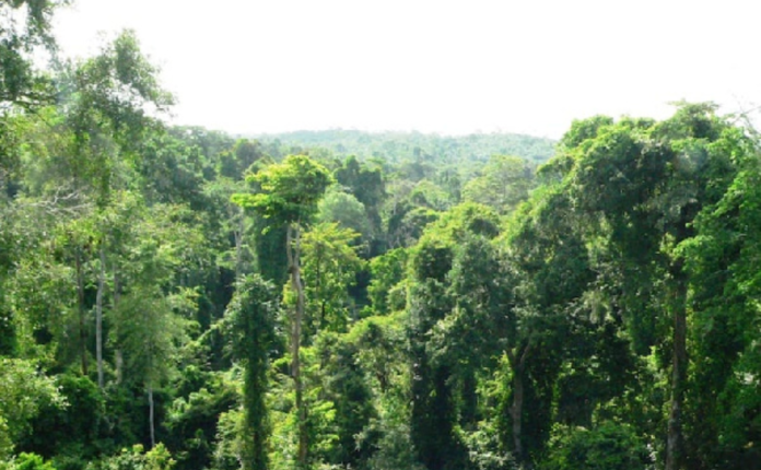 Achimota Forest Achimota Forest