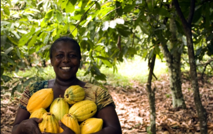 Cocoa farmer