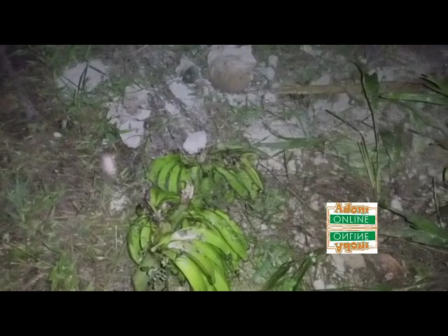 Plantain