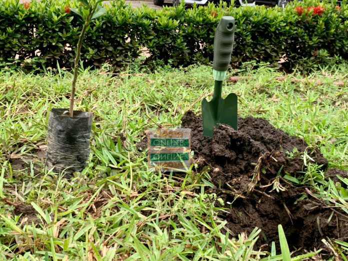 Green Ghana Project: 20 million trees source: Dennis Adu Green Ghana Project: 20 million trees source: Dennis Adu