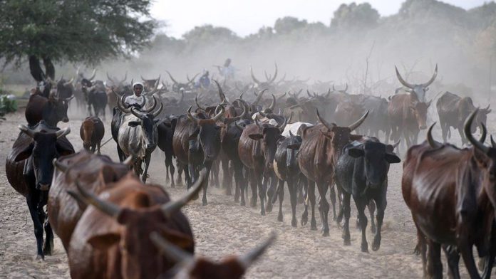 Cattle