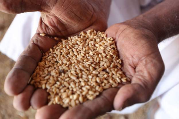 Grain exports / Credit: AFP