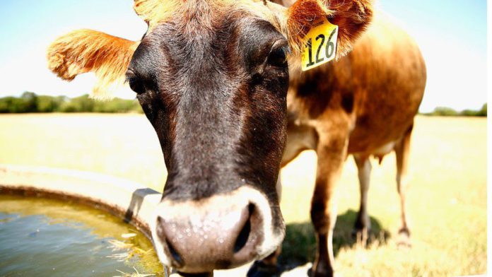 New Zealand to tax cow and sheep burps / Credit: GETTY IMAGES