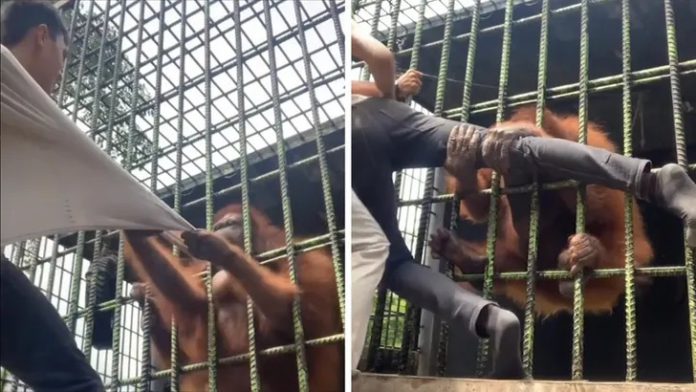Orangutan attacks man at a zoo