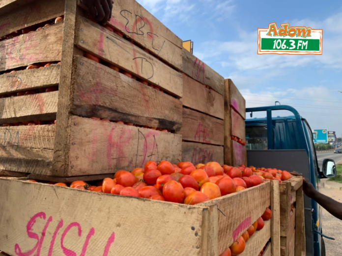 Tomatoes
