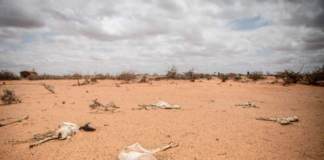 Three million heads of livestock, a major source of livelihood, have died. Image Source: Getty Images