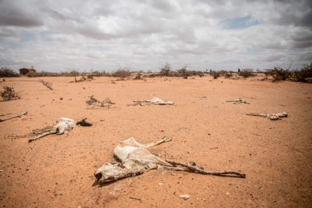 Three million heads of livestock, a major source of livelihood, have died. Image Source: Getty Images Three million heads of livestock, a major source of livelihood, have died. Image Source: Getty Images