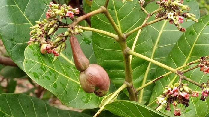 File Photo: Cashew nut. Credit: Adom News File Photo: Cashew nut. Credit: Adom News