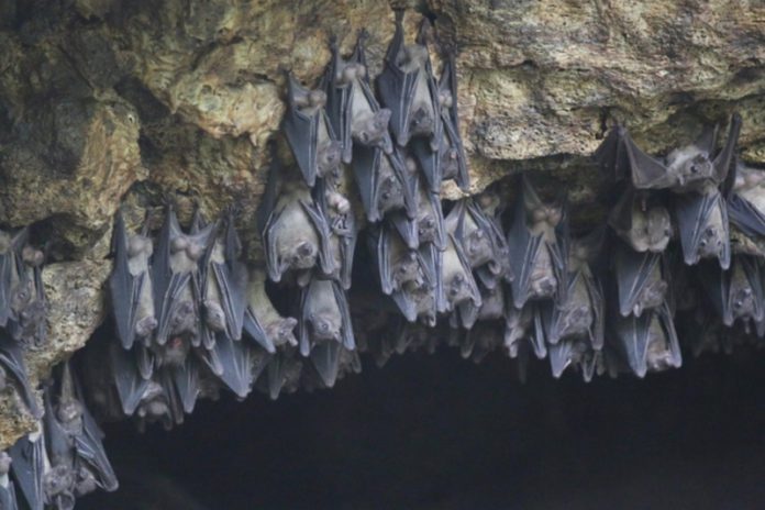 Bat-636x424 (Copy)