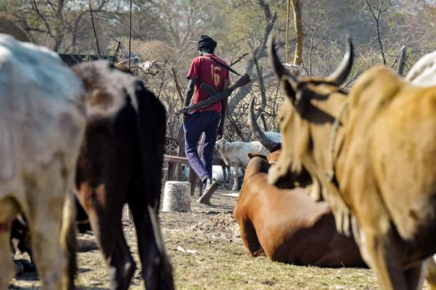 Cattle
