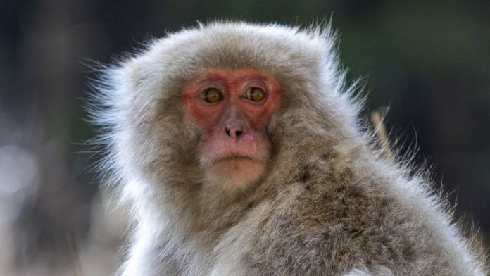 Japanese monkey killed / Credit: GETTY IMAGES
