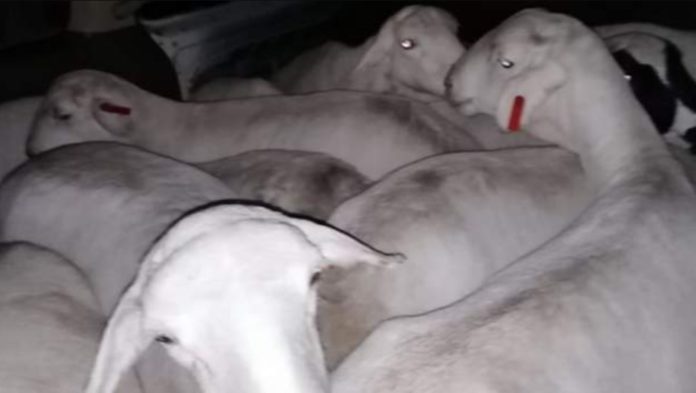 Man arrested for stealing sheep / Credit: SOUTH AFRICAN POLICE SERVICE