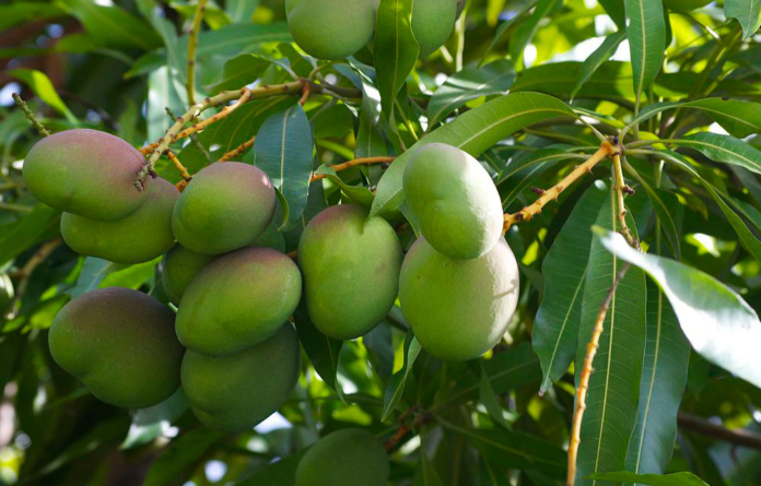 Mangoes Image source: Ripley Peru