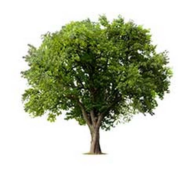 tree_267376982_250 (Copy)