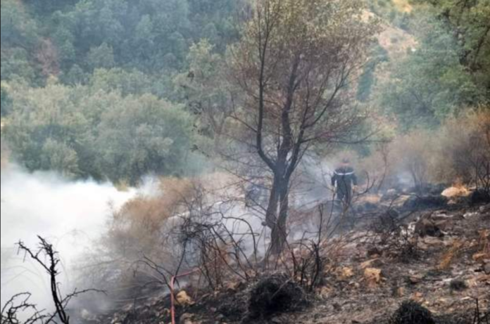 Algeria wildfire / Credit: ALGERIAN CIVIL DEFENCE