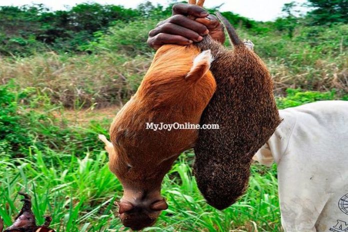 BushMeat3 (Copy)