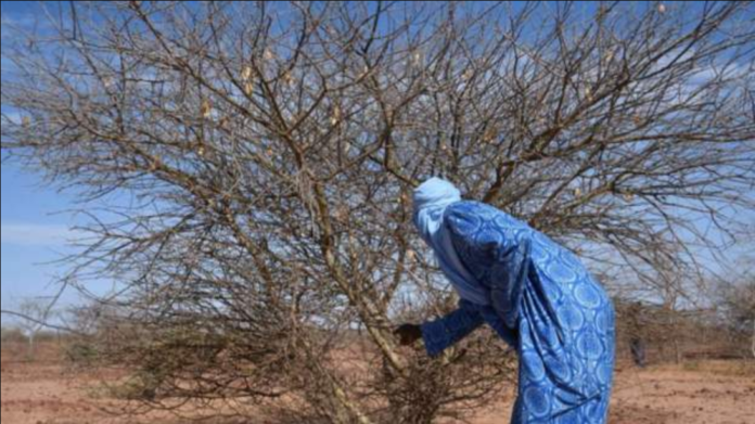 Niger drought / Credit: AFP
