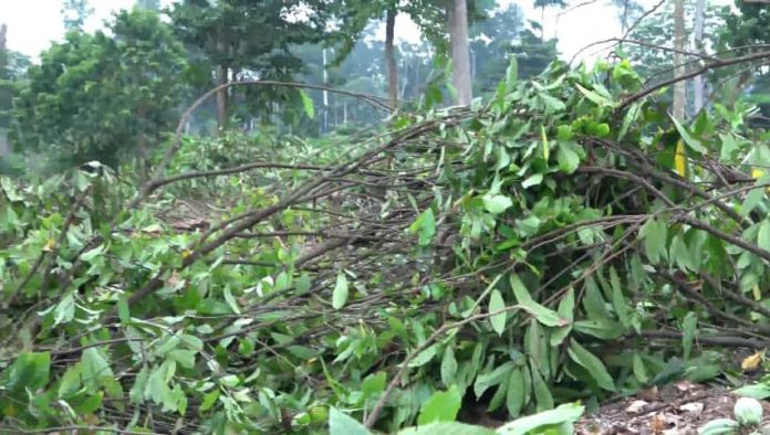 300 acres of illegal farms destroyed