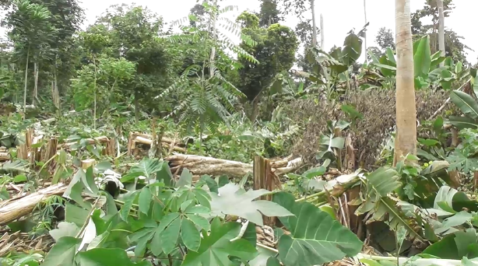 Forestry Commission destroys 5 hectares of illegal farms
