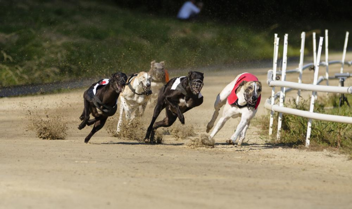 Greyhound