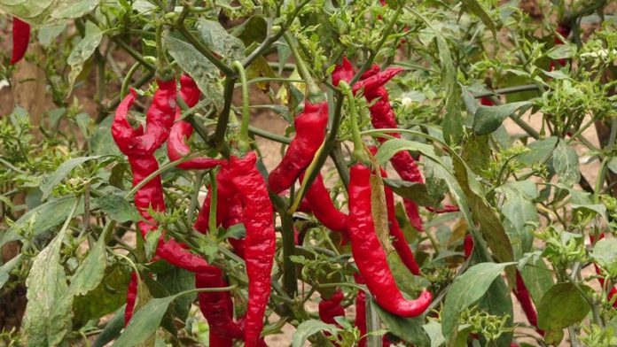 CSIR-CRI scales up engagement with stakeholders on pepper varieties CSIR-CRI scales up engagement with stakeholders on pepper varieties