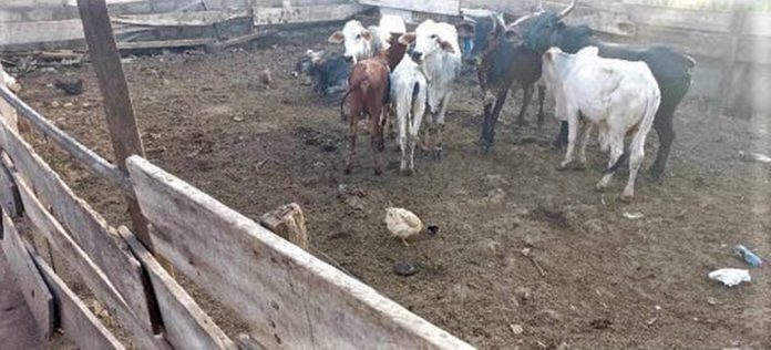 Kraal_1680x763