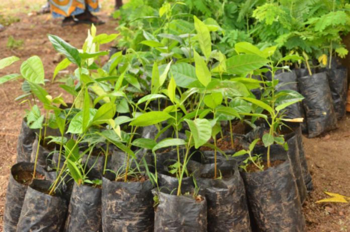 Green Ghana seedlings
