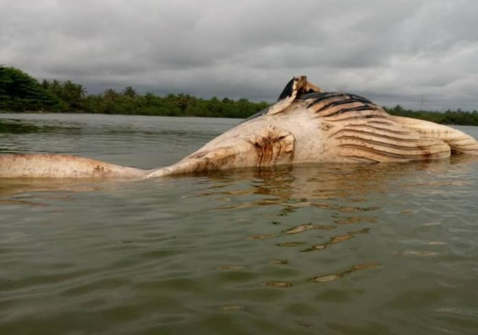 Whale