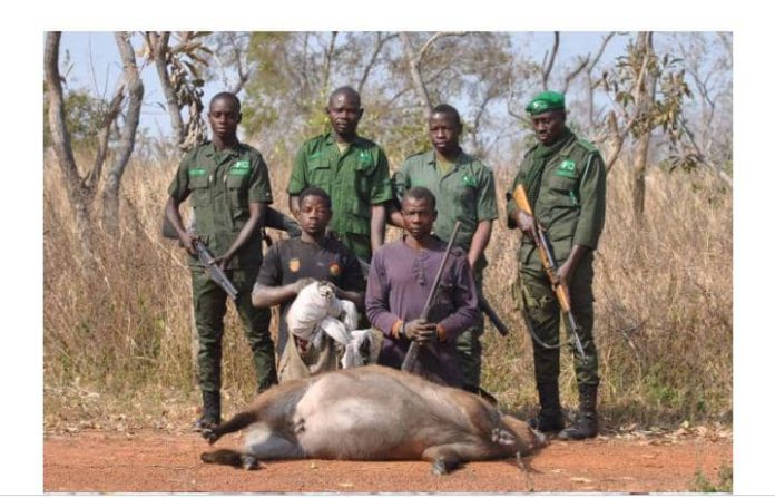 Mole National Park Poachers