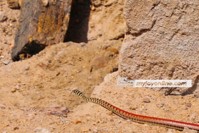 snake