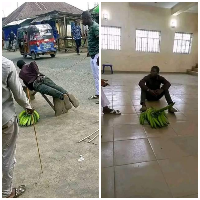 Plantain thief