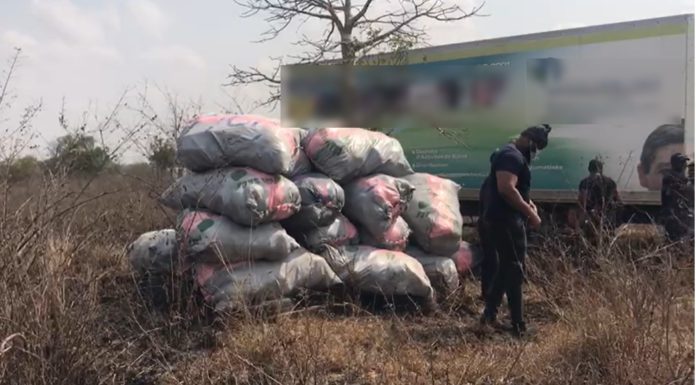 NACOC destroys cannabis worth GHS 50million