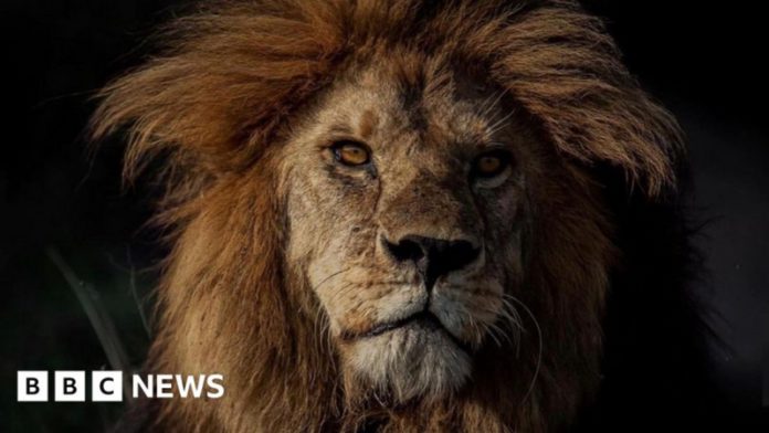 lion