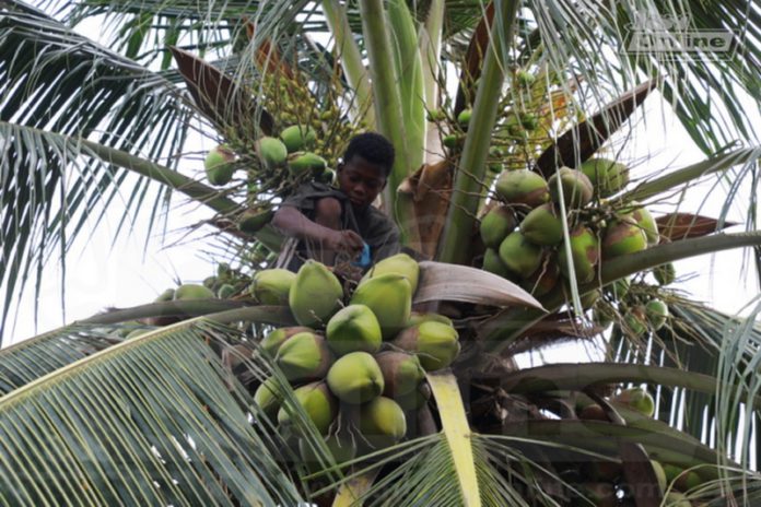 The 13-year-old boy who survives on coconut The 13-year-old boy who survives on coconut