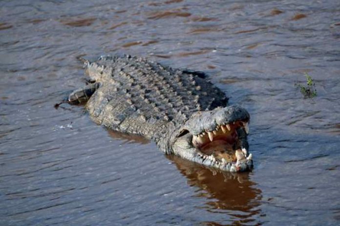 Crocodile population has been shrinking in Kenya due to loss of habitat Crocodile population has been shrinking in Kenya due to loss of habitat