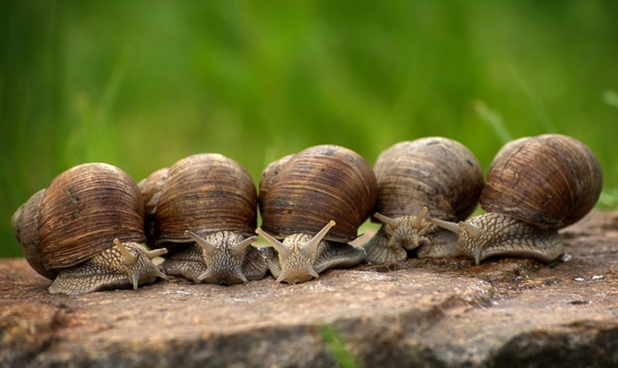 Snails